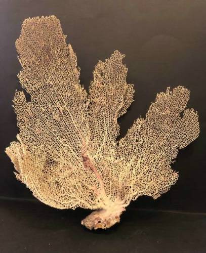 Sea Fern